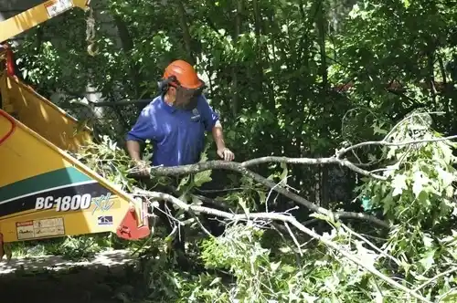 tree services Willoughby Hills